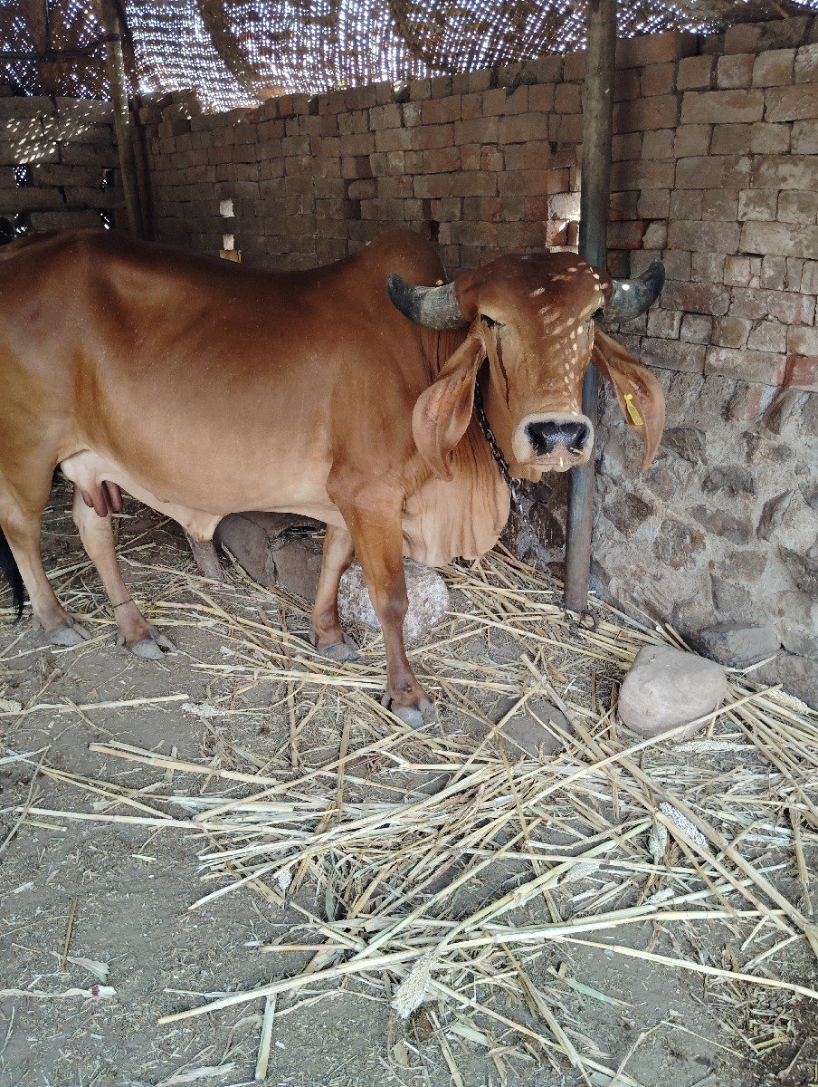ગાય વેચવાની છે.