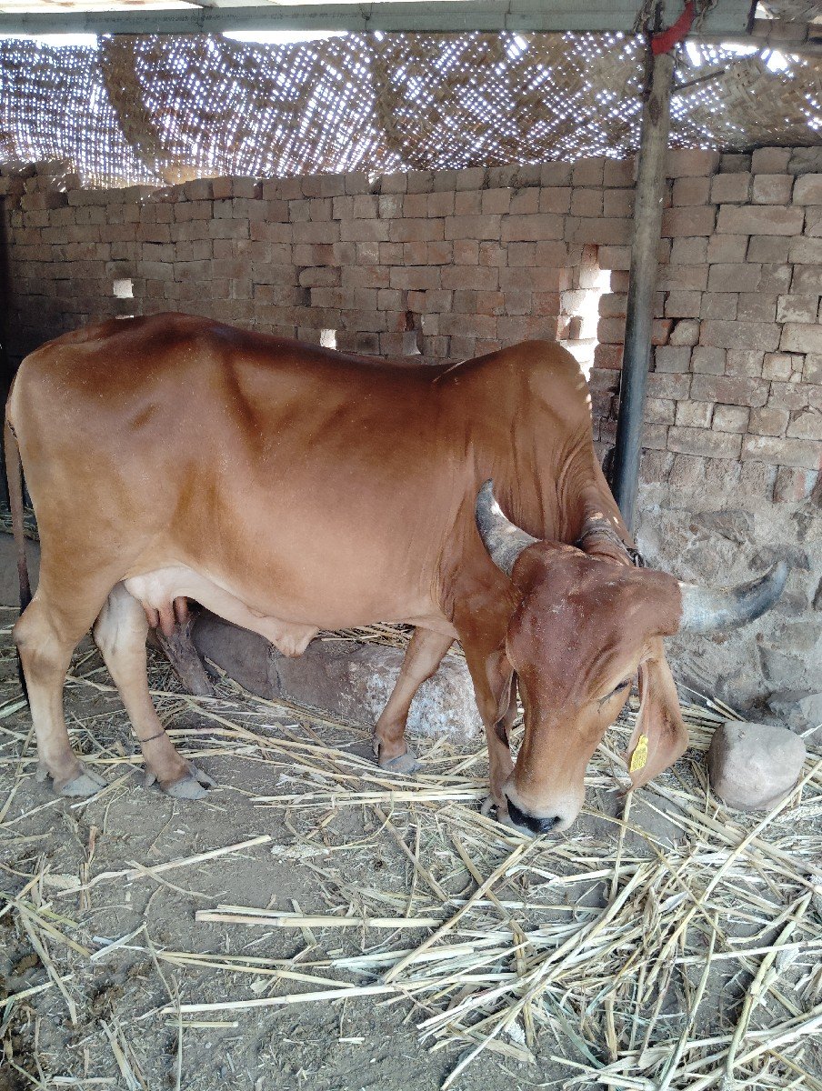 ગાય વેચવાની છે.