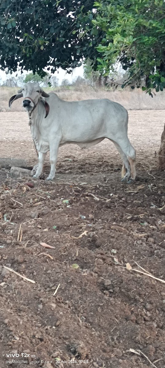 ગીર હોડકિ વેચવાની સે