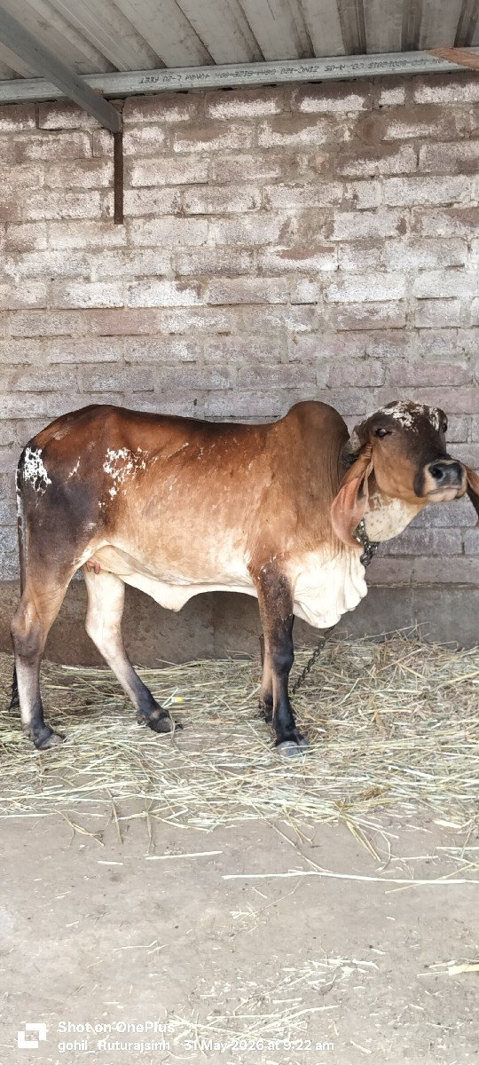 ગીર vachhdi વેચવાની છે