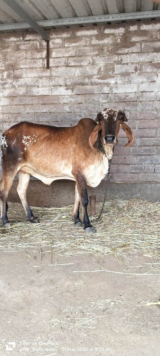 ગીર vachhdi વેચવાની છે