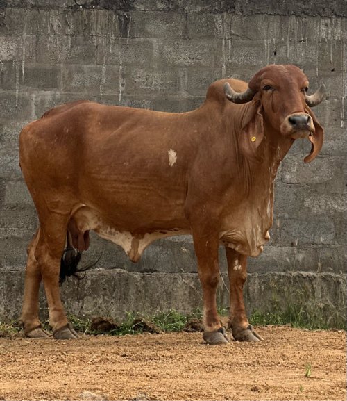 ગીર ગાય વેચવાની છે