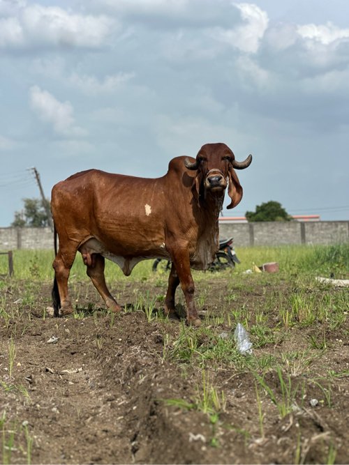 ગીર ગાય વેચવાની છે