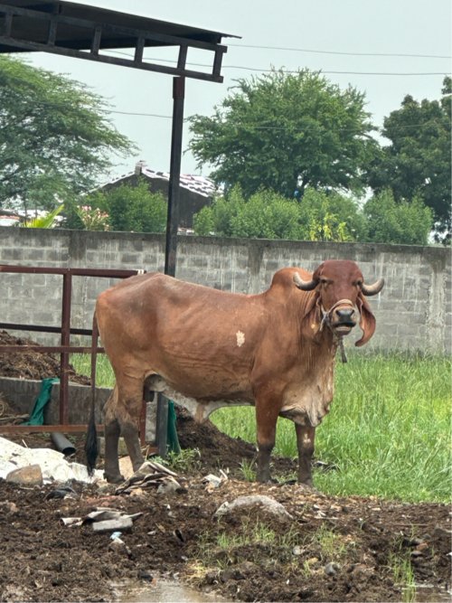 ગીર ગાય વેચવાની છે