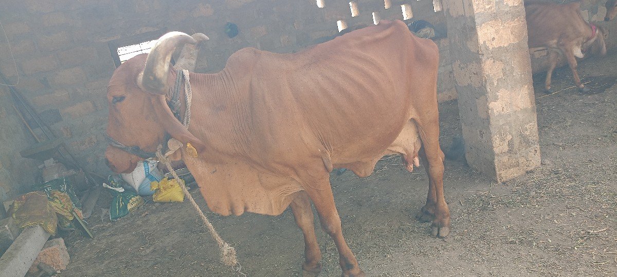 ગાય દેવાની ટોટલ જવાબ દારી