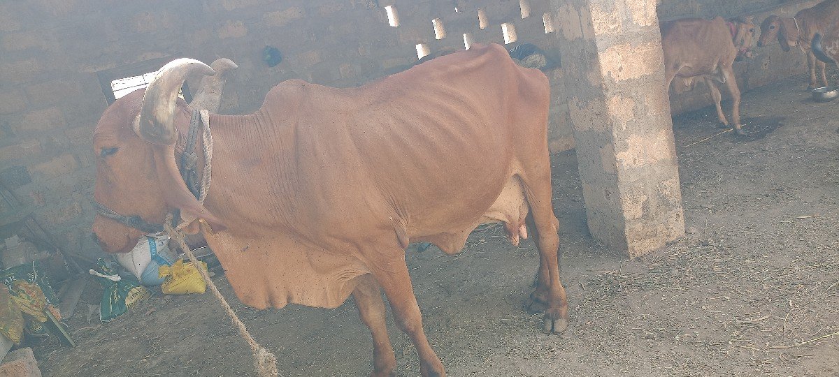 ગાય દેવાની ટોટલ જવાબ દારી