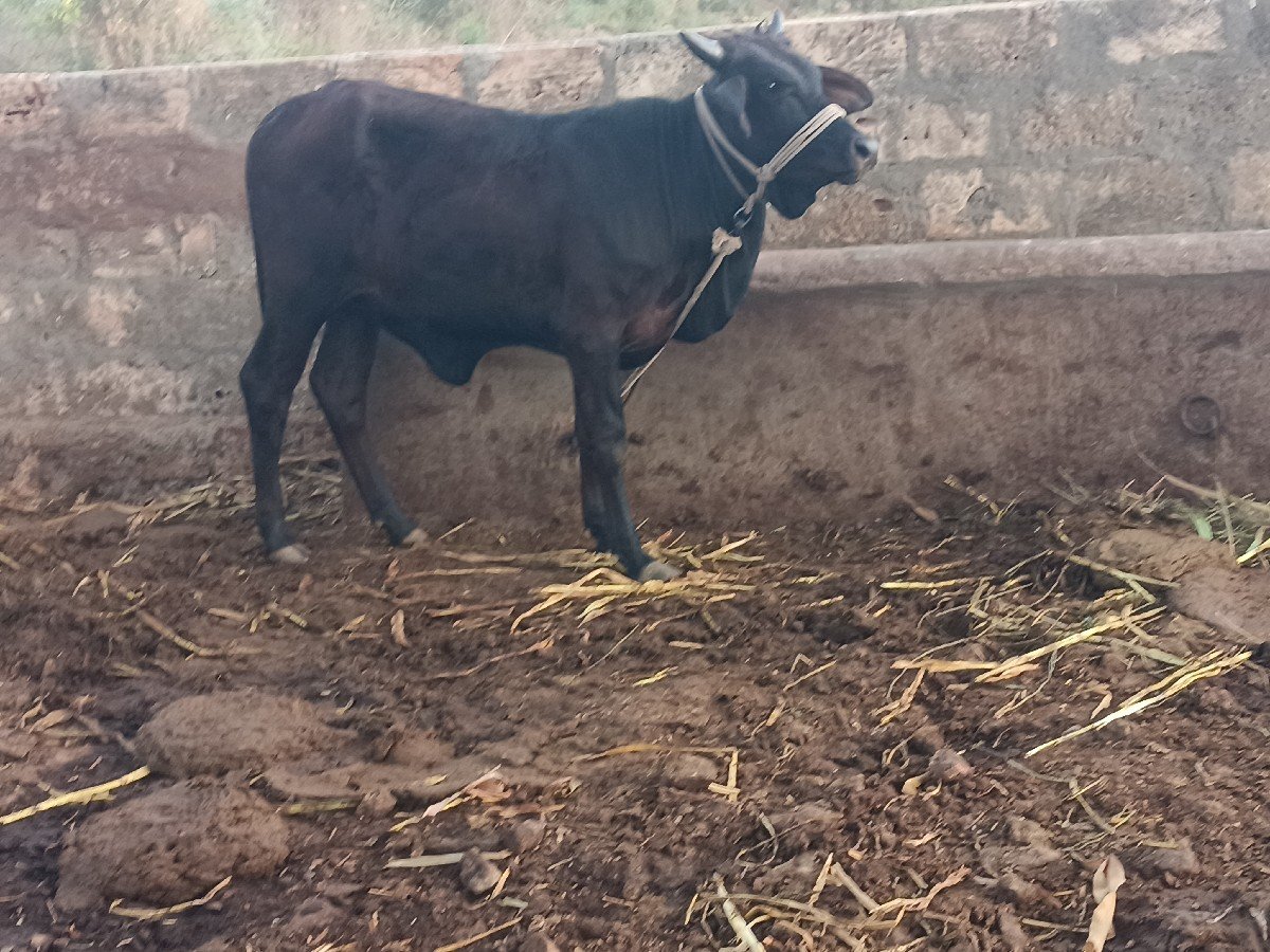 હોળકી વેચવાની છે