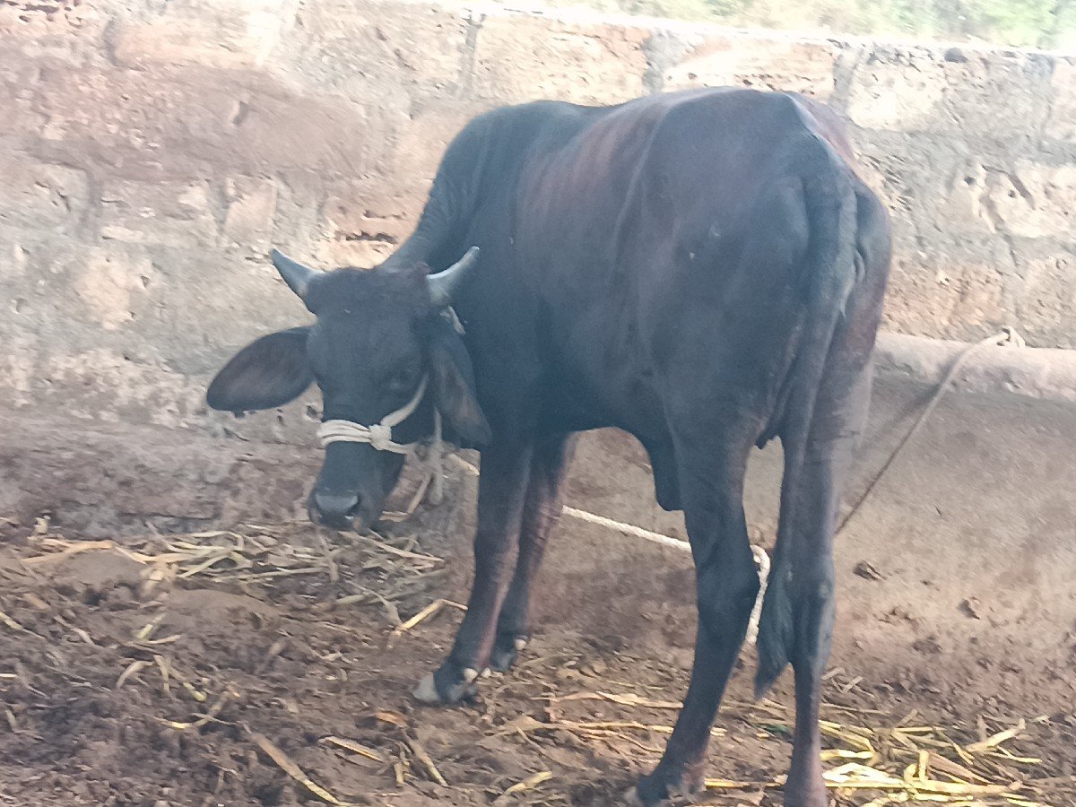 હોળકી વેચવાની છે