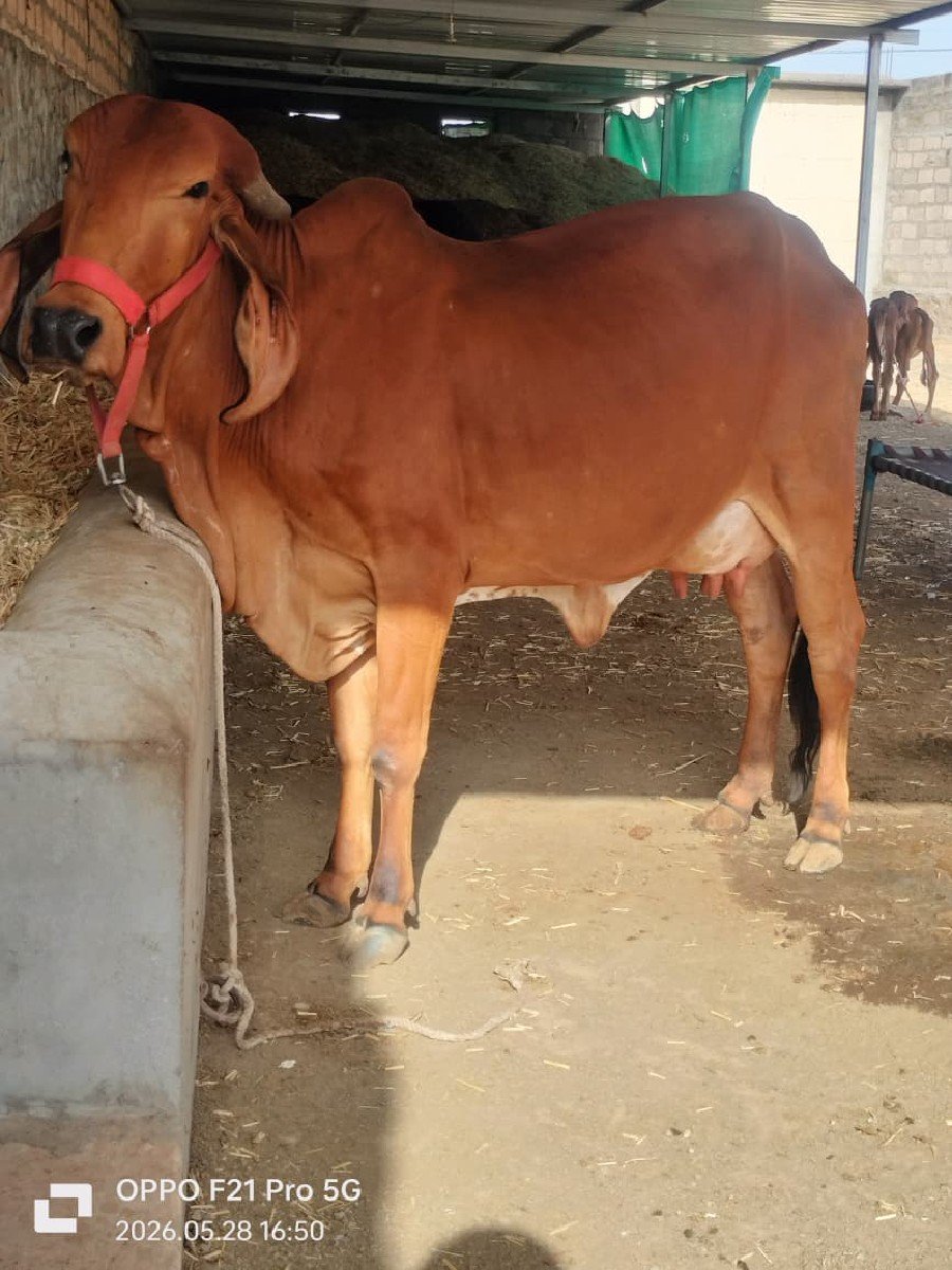 ગીર ગાય વેચવાની છે