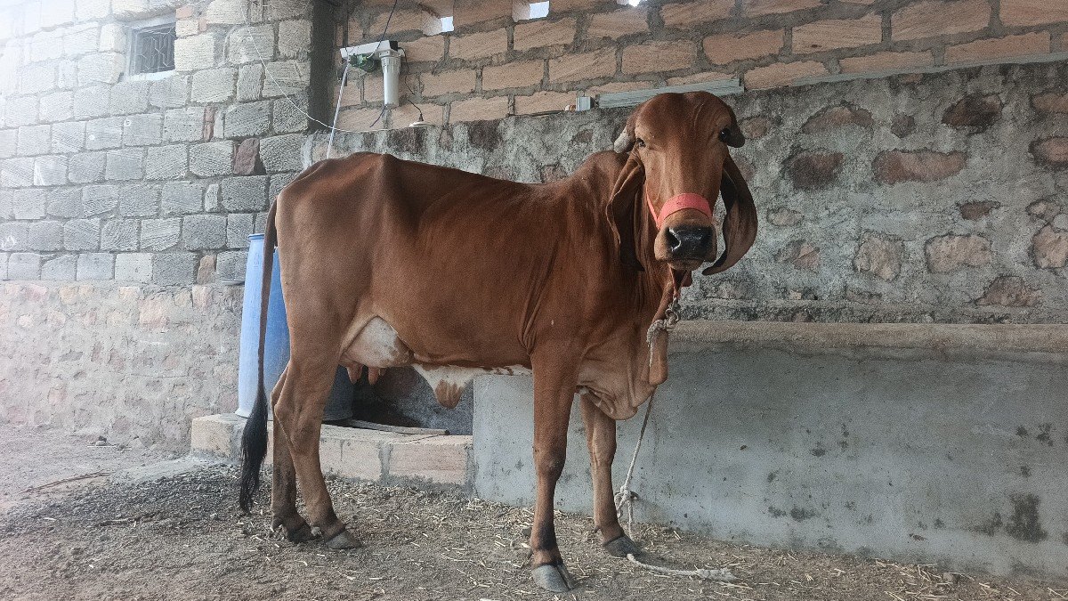 ગીર ગાય વેચવાની છે
