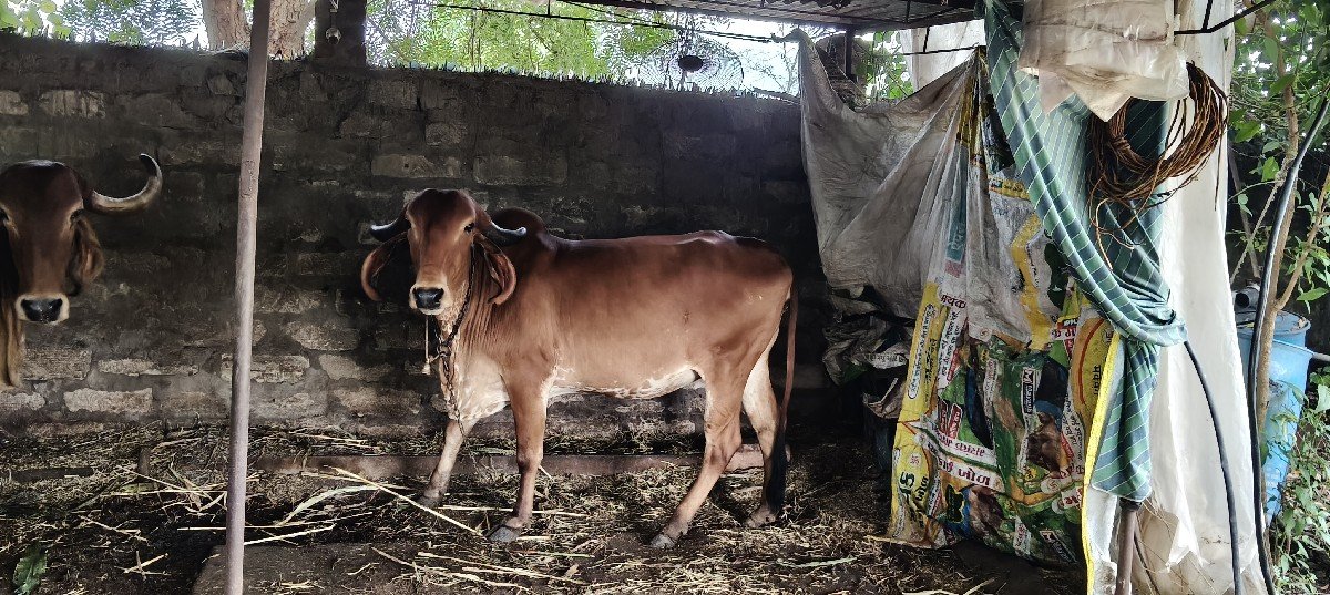 ગીર વોડકી વેચવાની છે