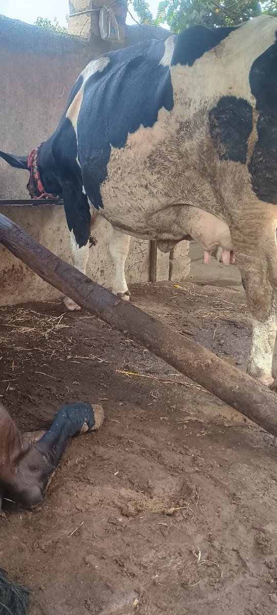 જર્સી