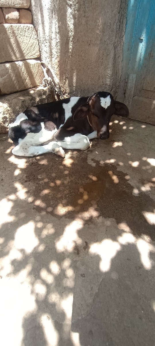 જર્સી