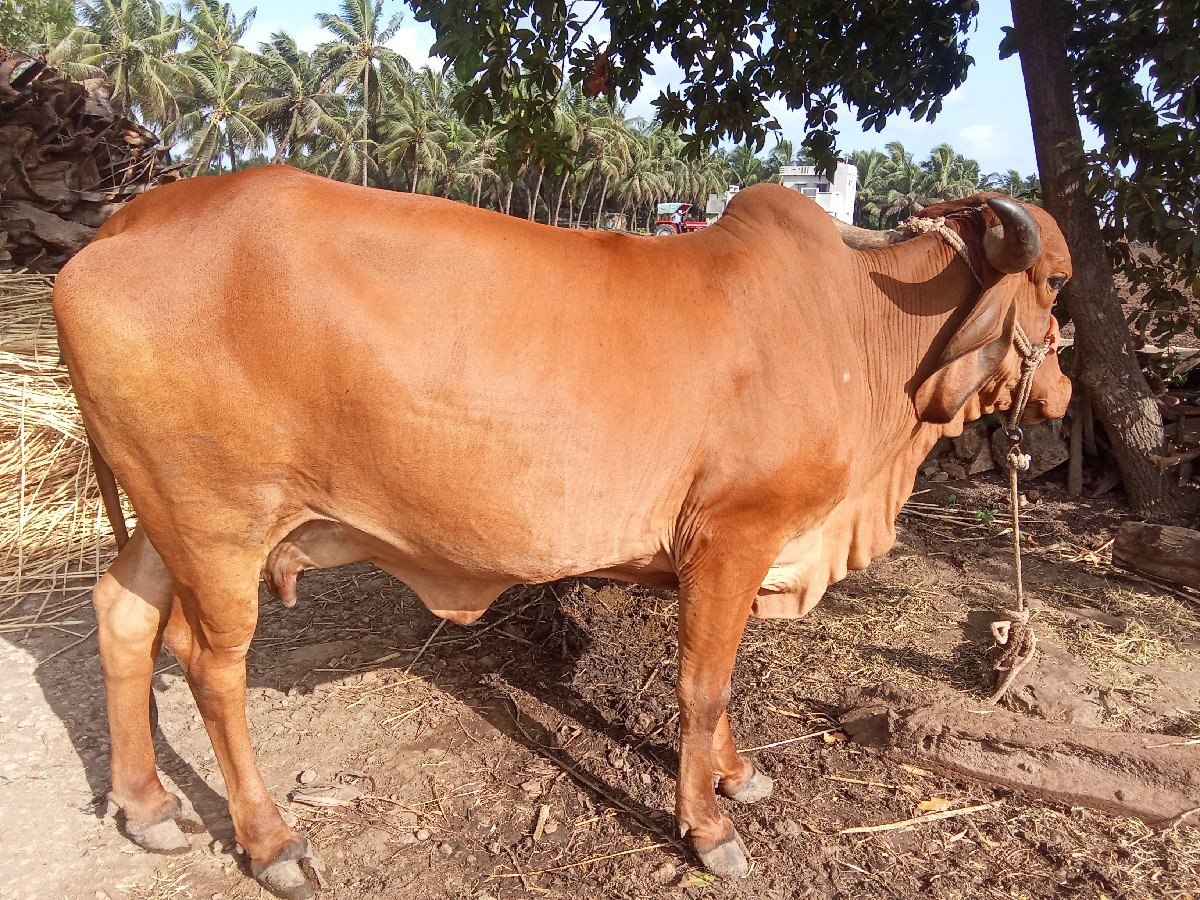 ગાય વેચવાની છે