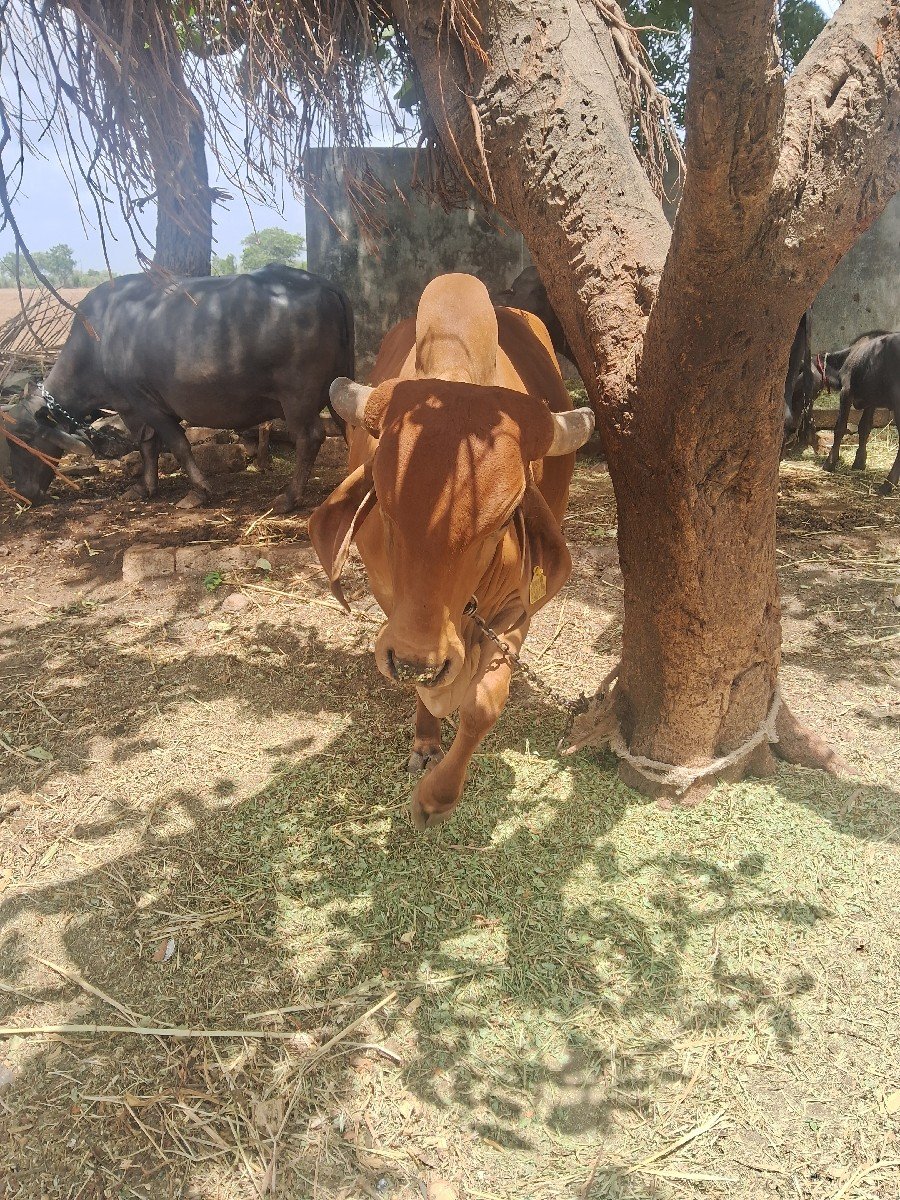 તીજુ વેધર