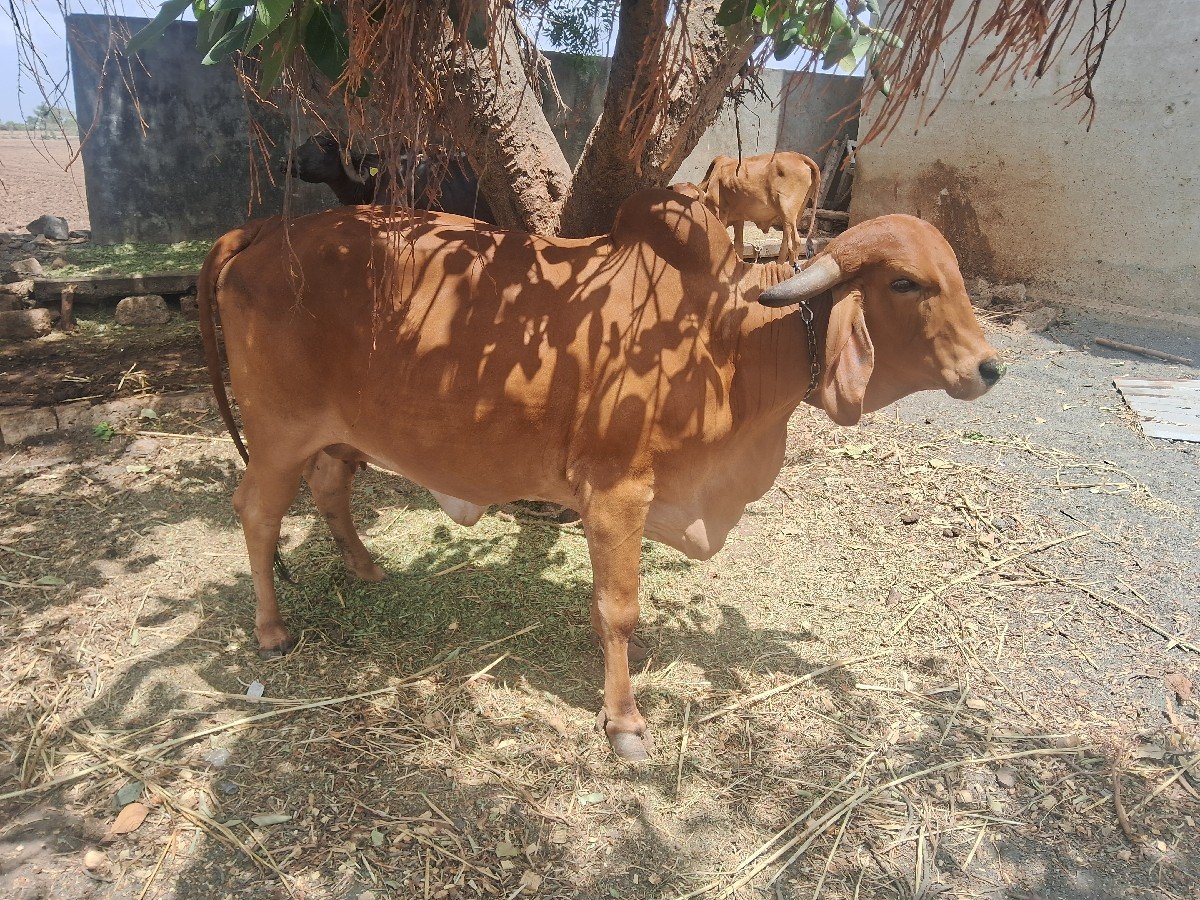 તીજુ વેધર