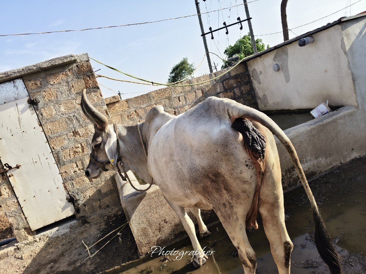 ગાય વેચવાની છે