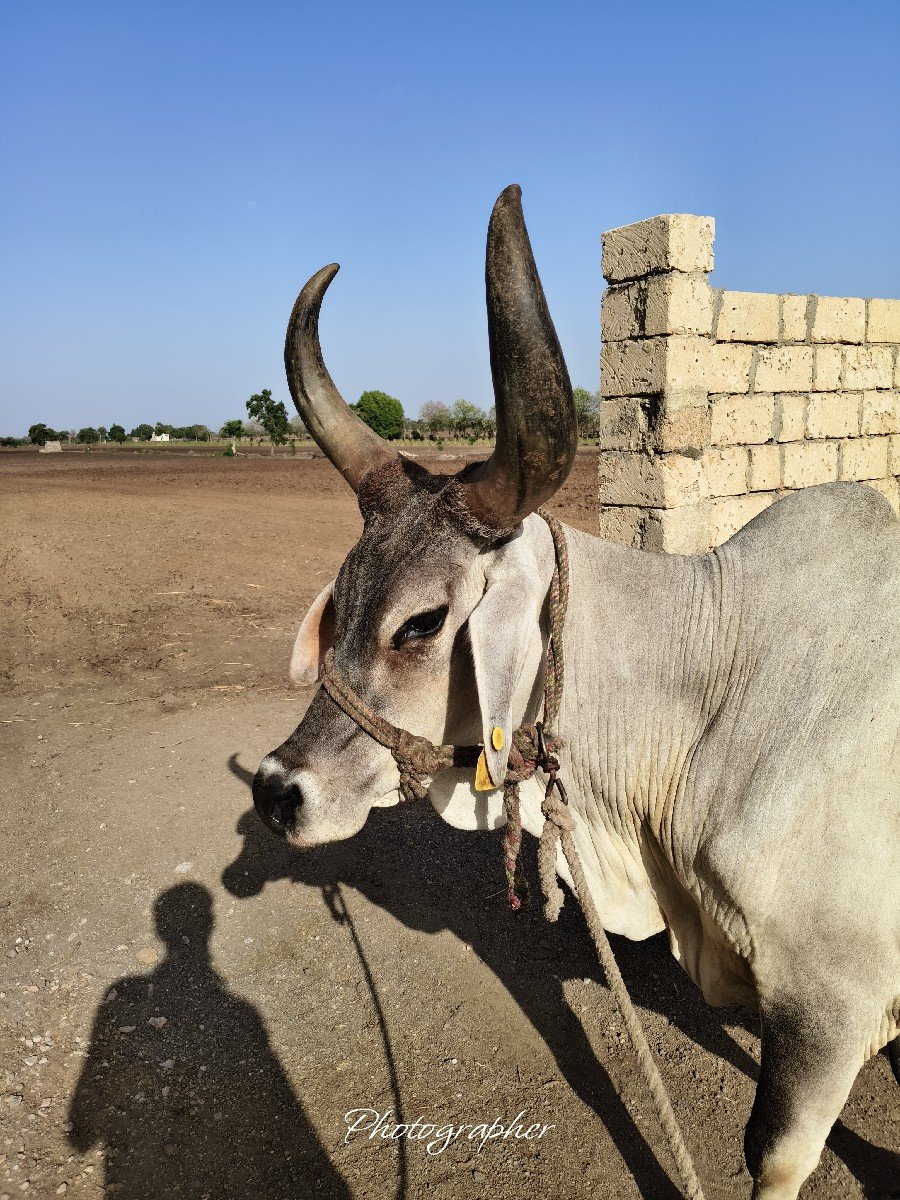 ગાય વેચવાની છે
