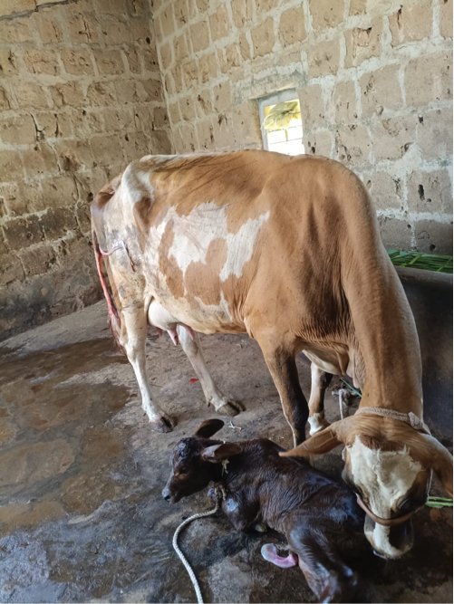 ગાય વેચવાની છે