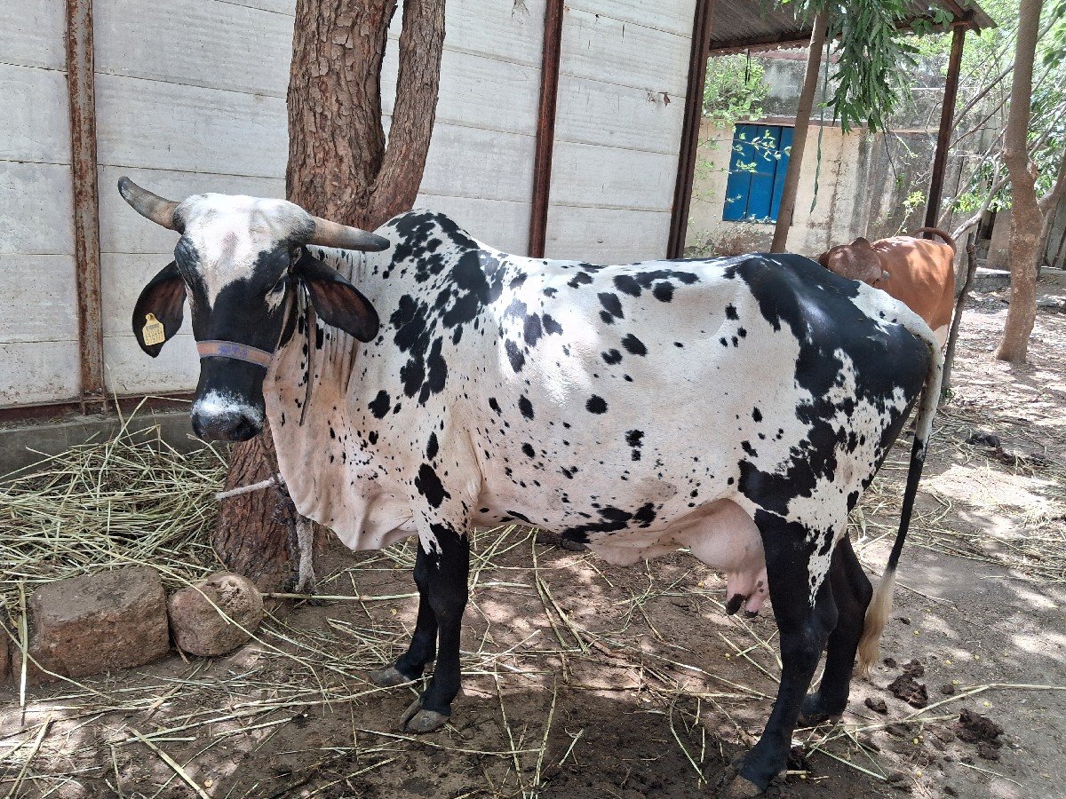 કાબરી દેસી ગાય