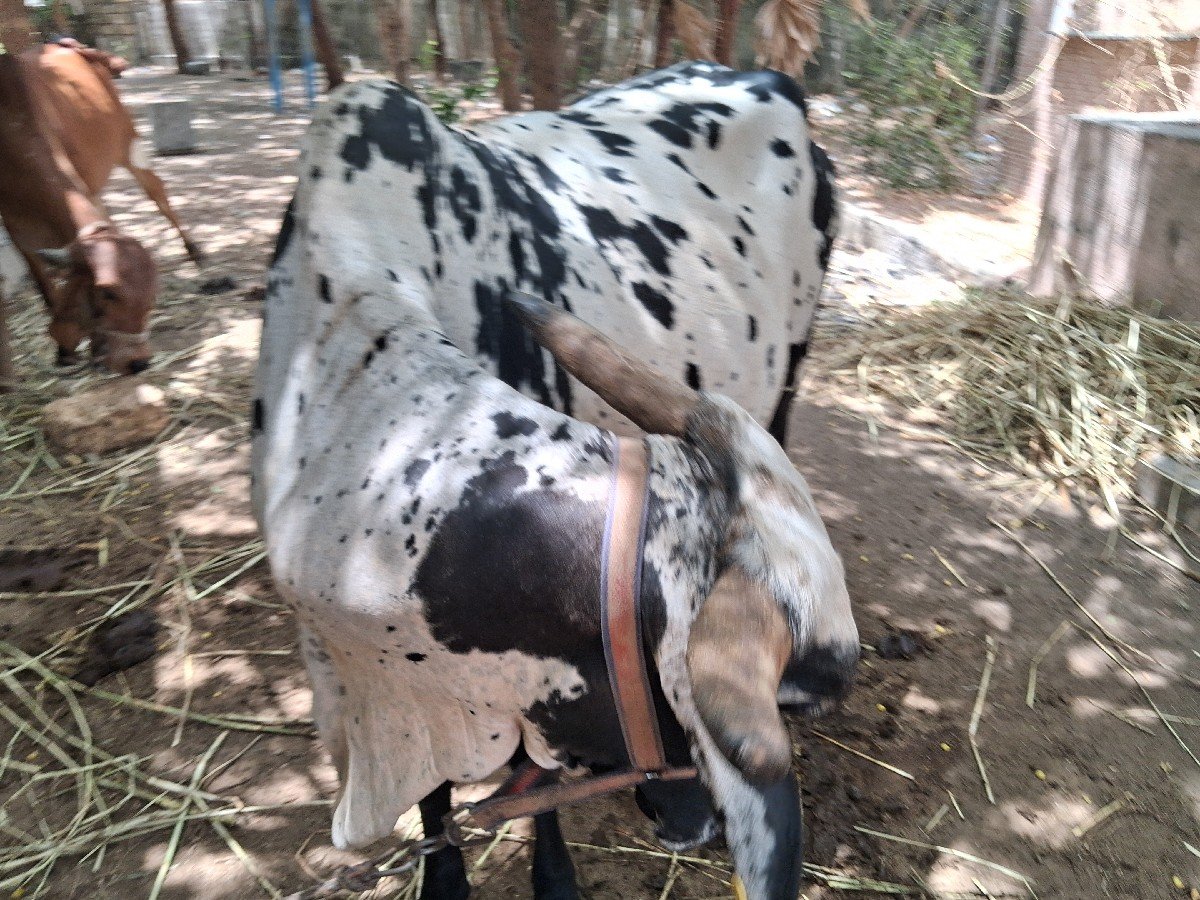 કાબરી દેસી ગાય
