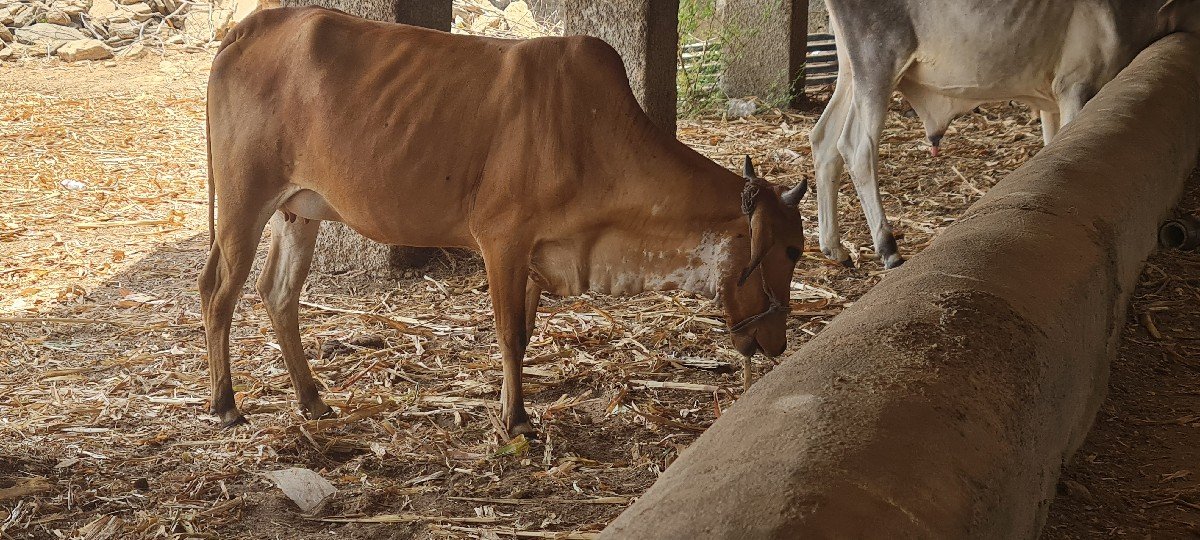 ગાય વેચવાની છે