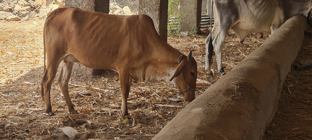 ગાય વેચવાની છે