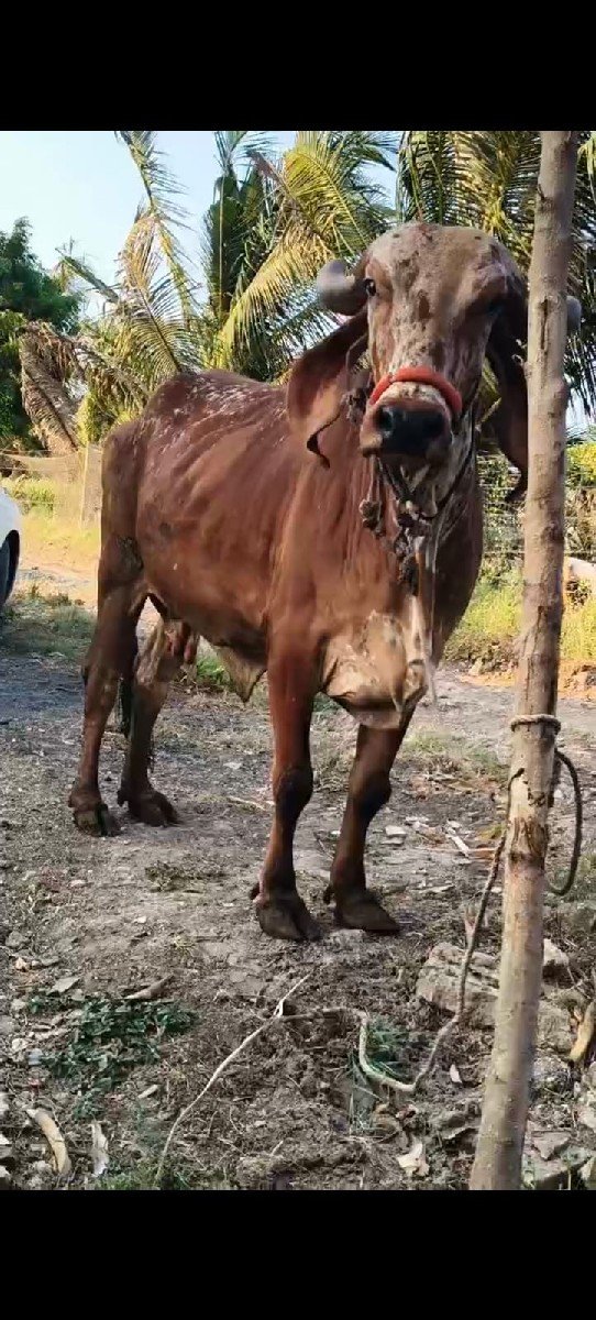 ગીર ગાય વેસવાની છે