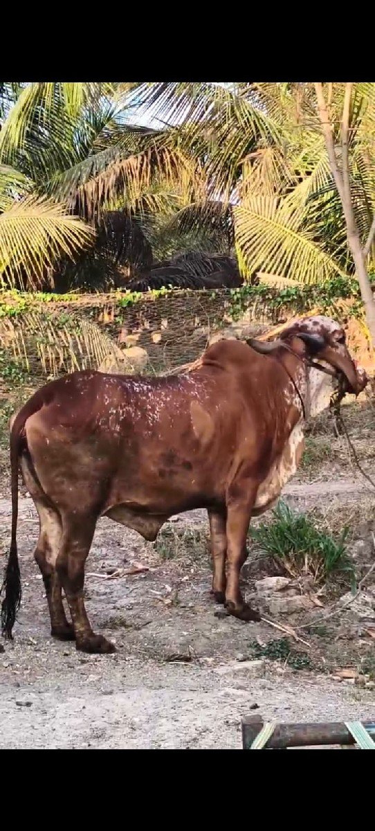 ગીર ગાય વેસવાની છે