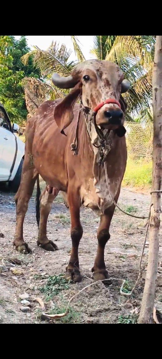 ગીર ગાય વેસવાની છે
