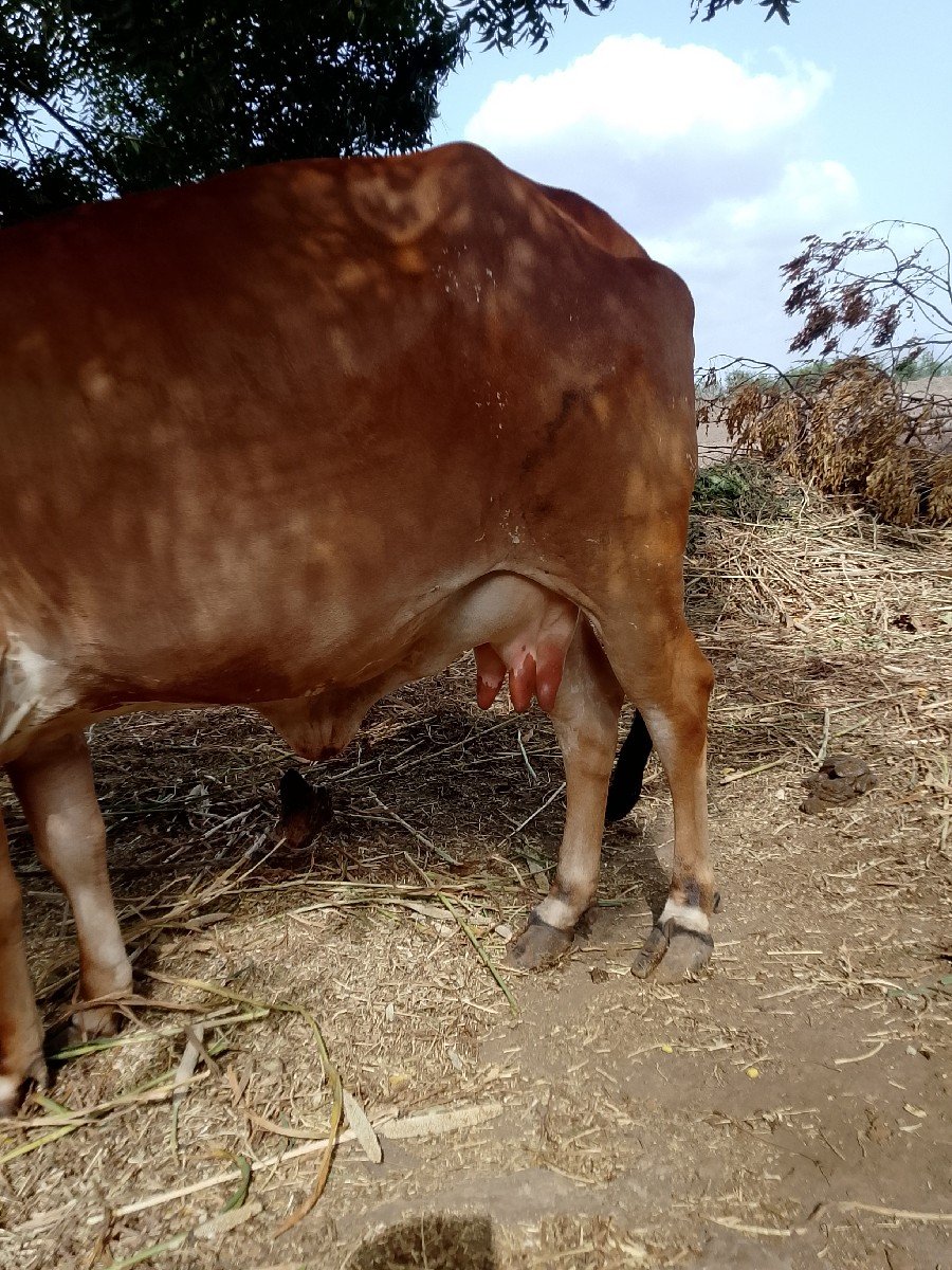 ગાય વેચવાની છે