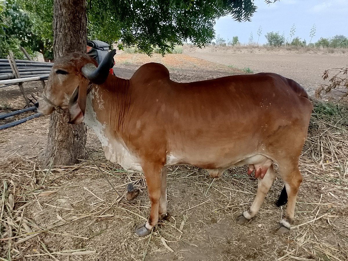 ગાય વેચવાની છે