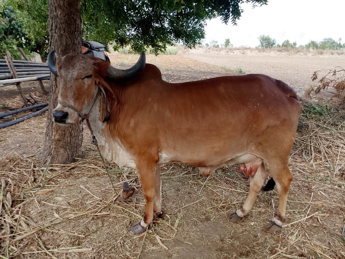 ગાય વેચવાની છે