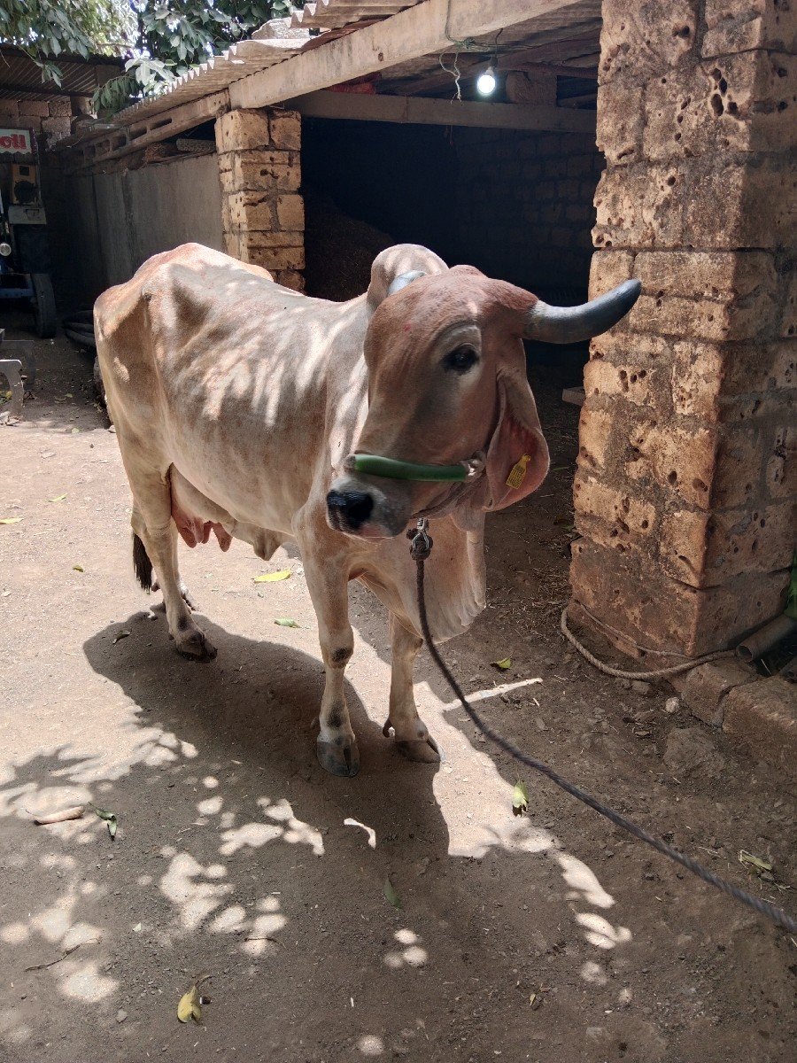 ગાયવેચવાનીછેઆચરતણછેચારલીટરદુધછે