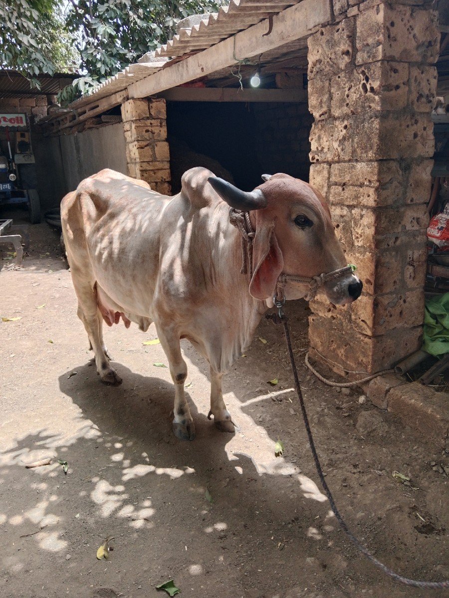 ગાયવેચવાનીછેઆચરતણછેચારલીટરદુધછે