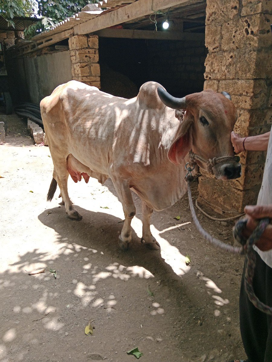 ગાયવેચવાનીછેઆચરતણછેચારલીટરદુધછે