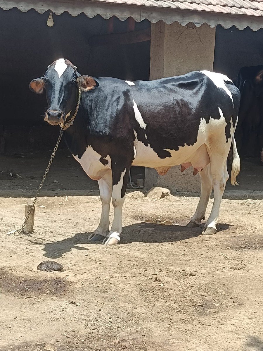 જર્સી ઓડકી વેચવાની છે