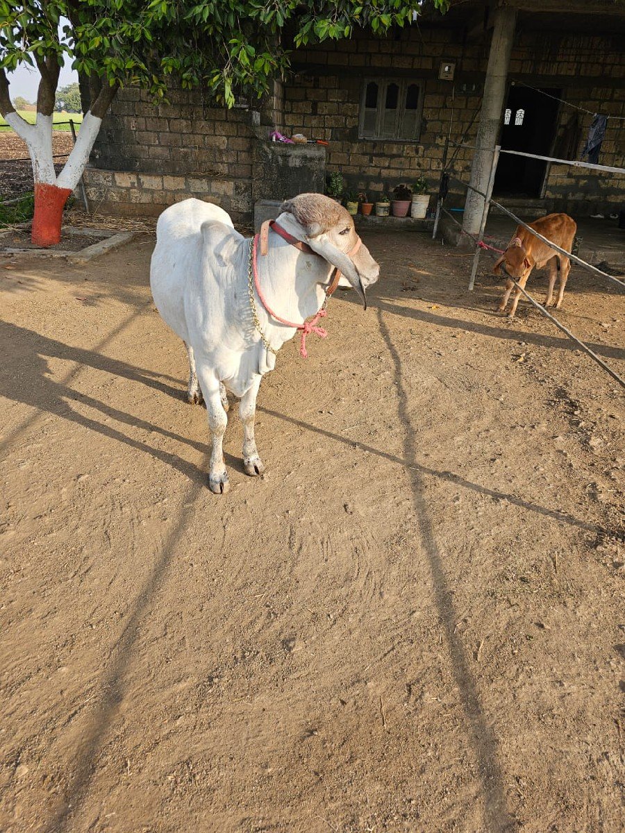 સાવ સોજી છે