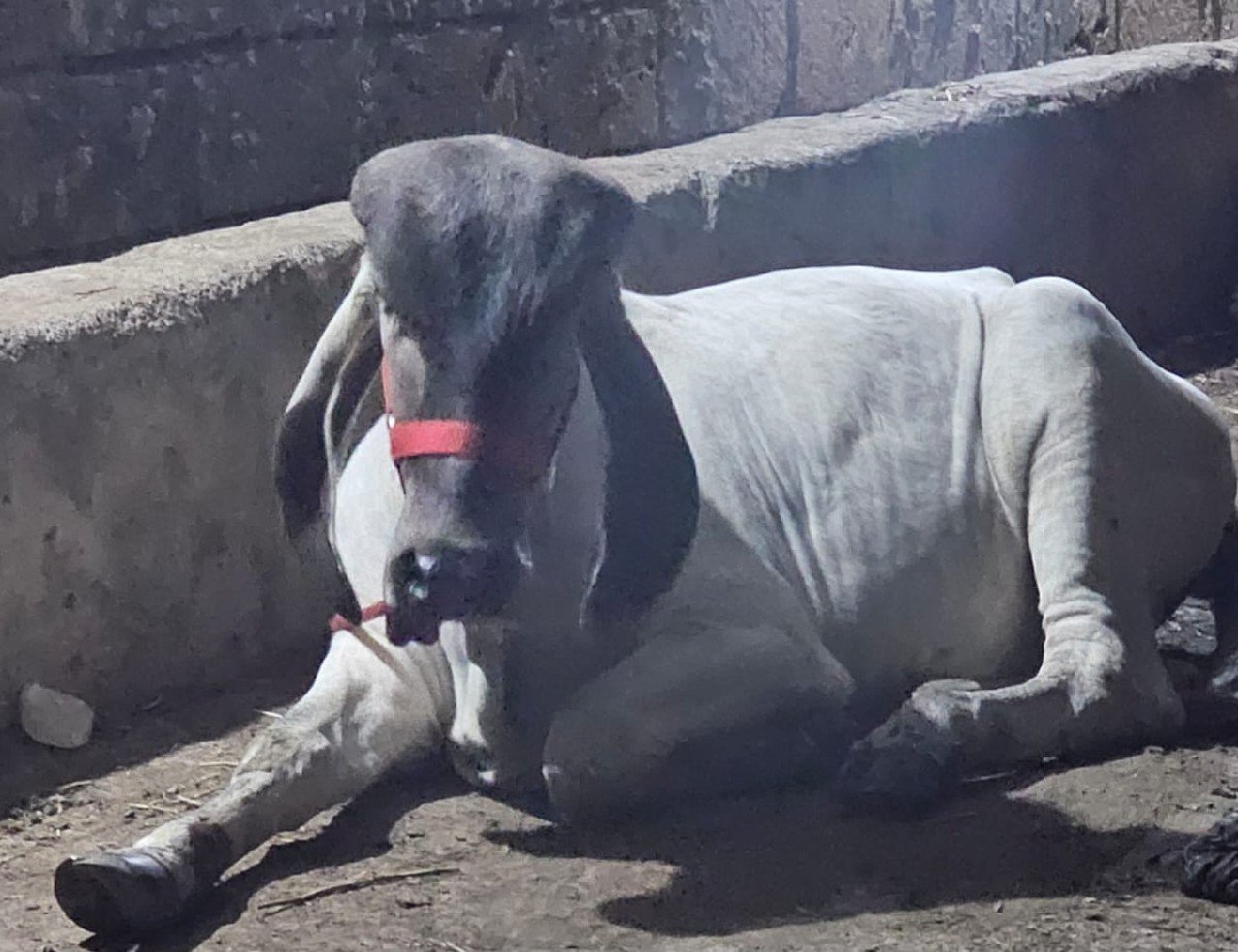 સાવ સોજી છે