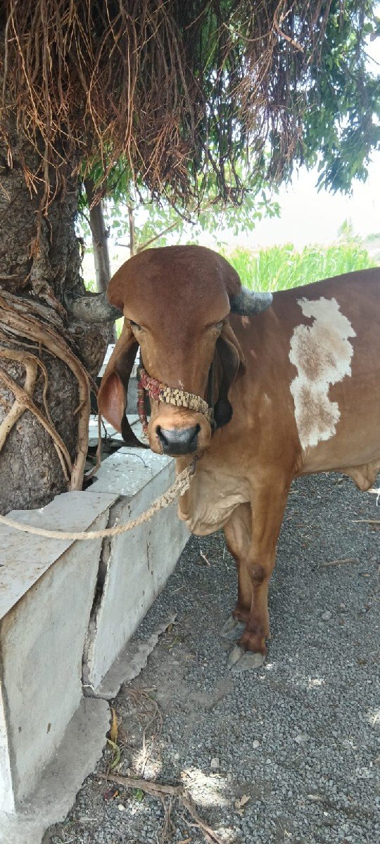 હોળકી વેચવાની છે