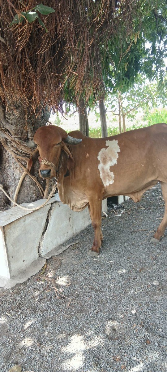 હોળકી વેચવાની છે