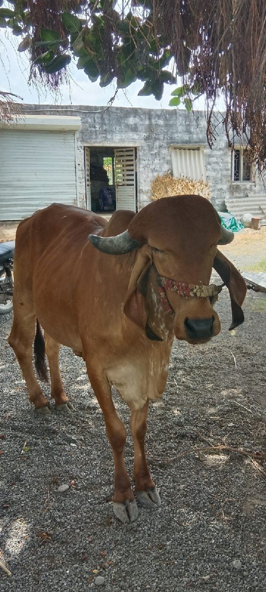 હોળકી વેચવાની છે