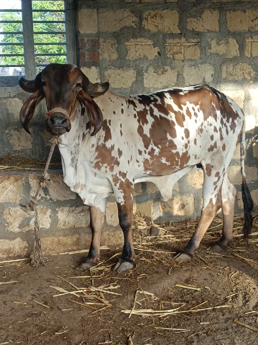 વેચવાની