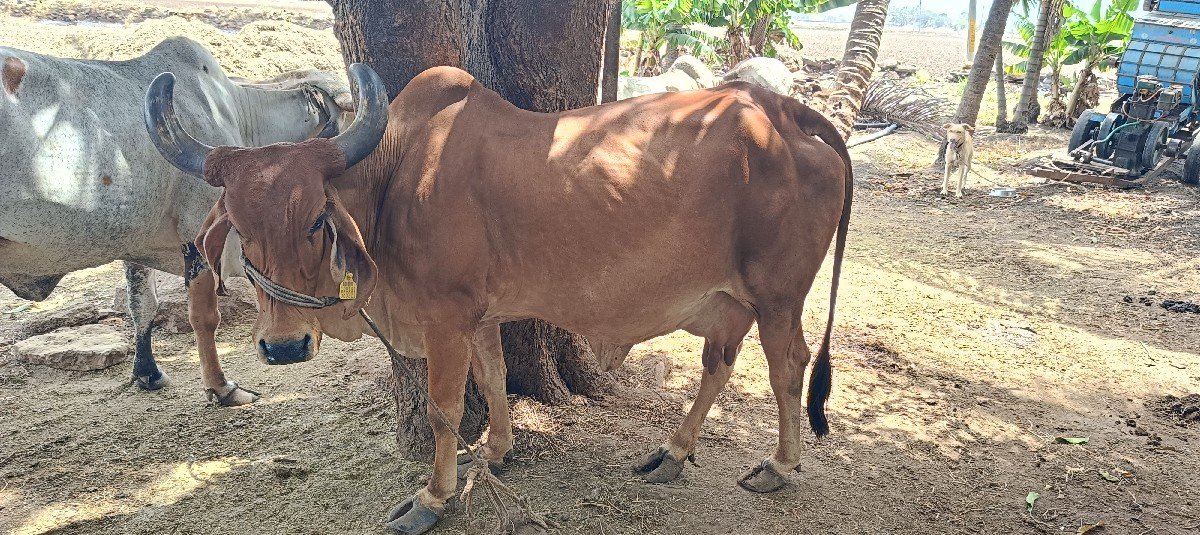 ગાય વેચવાની છે
૨૦ દિવસ ની કાચી