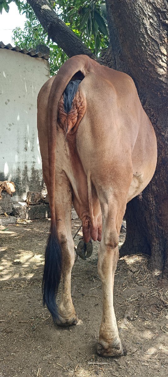 ગાય વેચવાની છે
૨૦ દિવસ ની કાચી