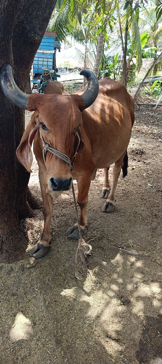 ગાય વેચવાની છે
૨૦ દિવસ ની કાચી
