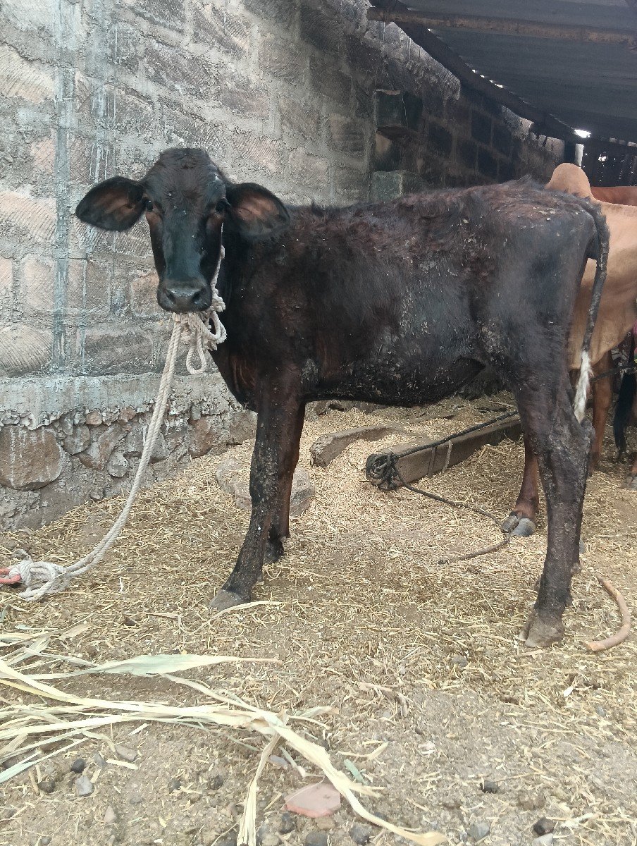 બે વાચડીયુ વેસવાની છે