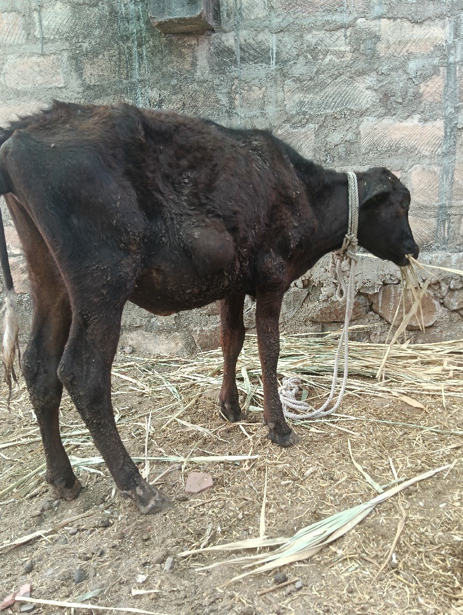 બે વાચડીયુ વેસવાની છે
