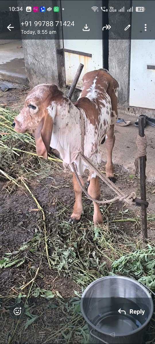 બીજું વેતર લિટર 5.6 nise vaado