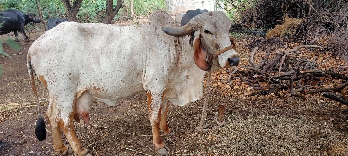 આ ગાય વેચવાની છે